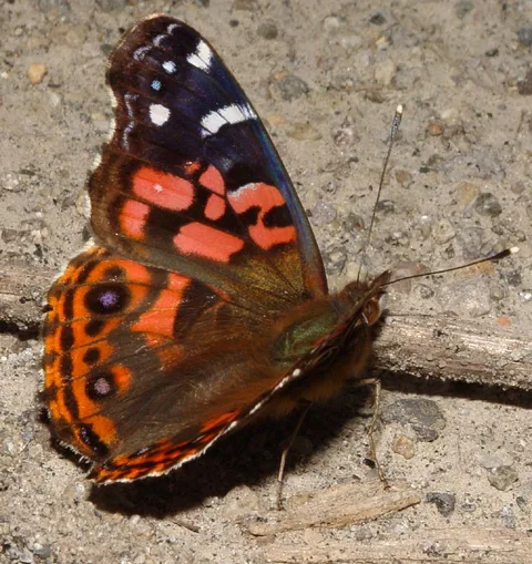 Vanessa brasiliensis