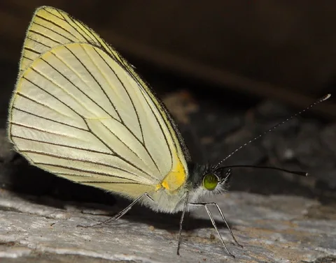 Leptophobia sp.