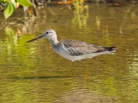 Greater Yellowlegs