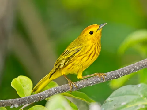 Mangrove Yellow Warbler, Cozumel form
