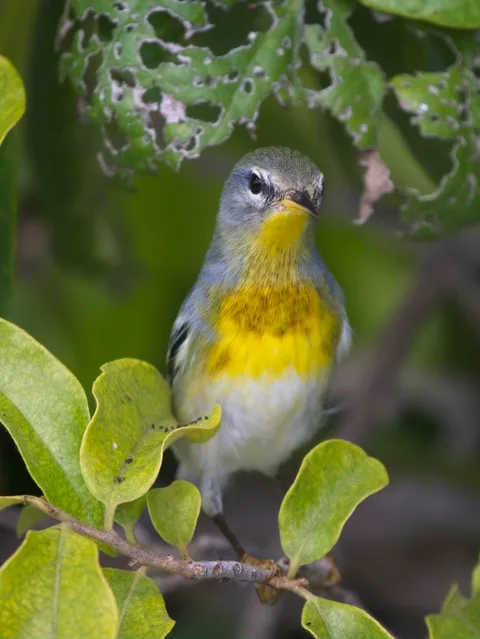 Northern Parula