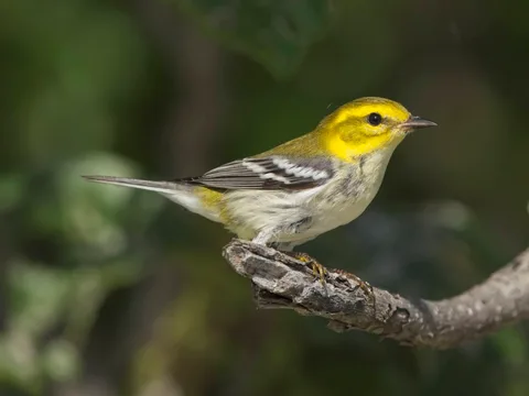 Black-throated Green Warbler