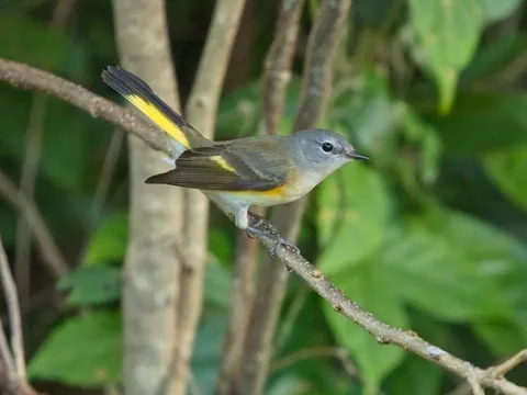 American Redstart