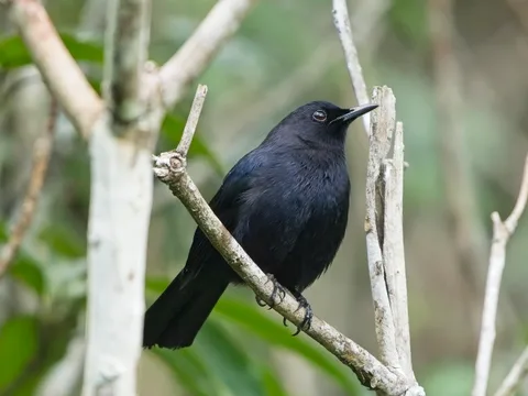 Black Catbird