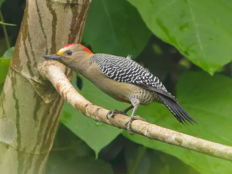 Yucatan Woodpecker