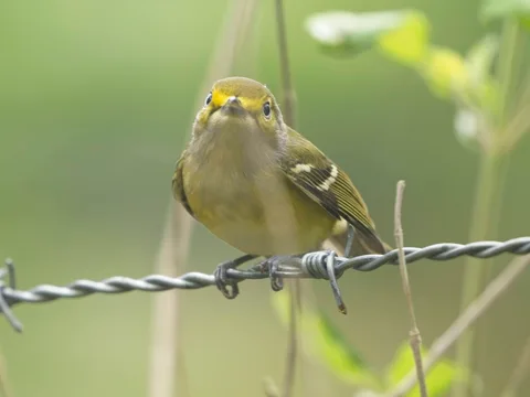 White-eyed Vireo