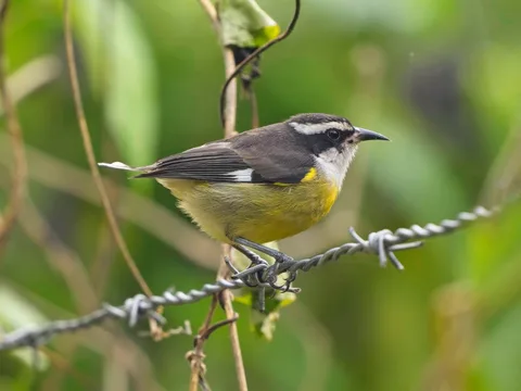 Cozumel Bananaquit