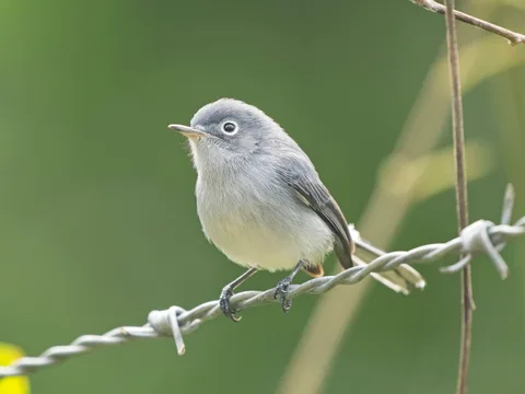 Cozumel Blue-gray Gnatcatcher