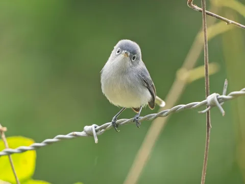 Cozumel Blue-gray Gnatcatcher