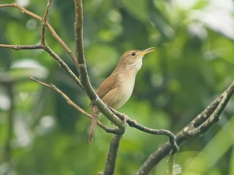 Cozumel Wren