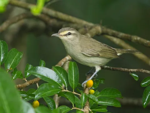 Yucatan Vireo