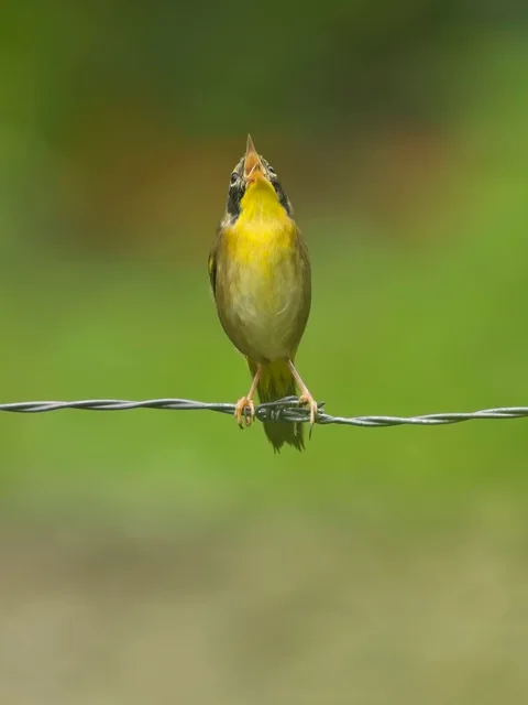 Common Yellowthroat