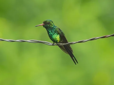 Cozumel Emerald