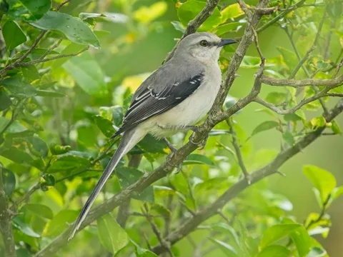 Mayan Tropical Mockingbird