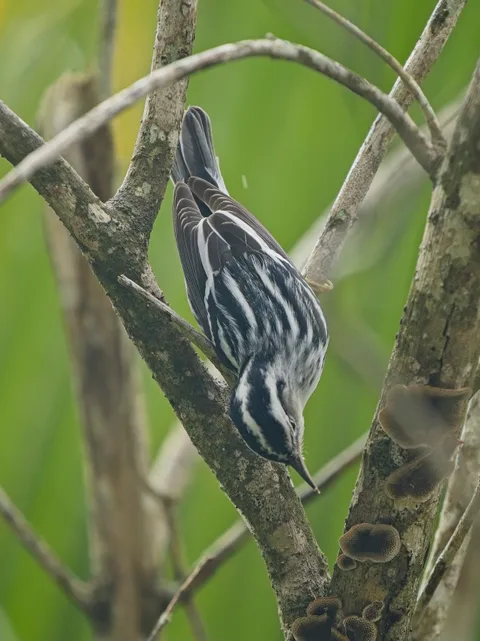 Black-and-white Warbler