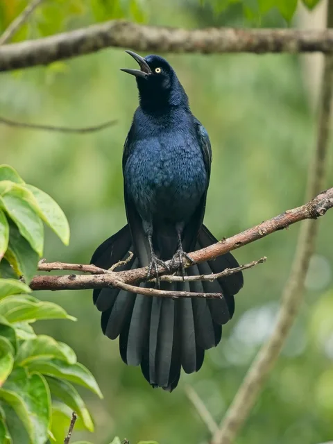 Great-tailed Grackle