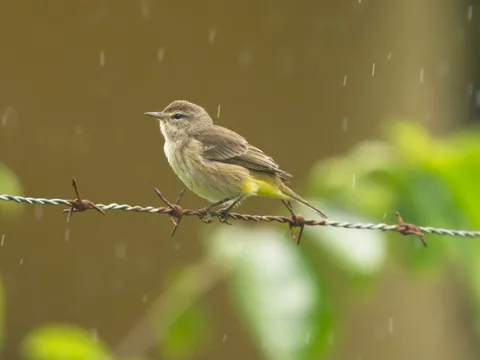 Palm Warbler