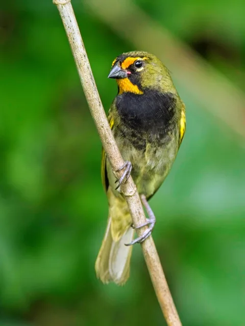 Yelllow-faced Grassquit