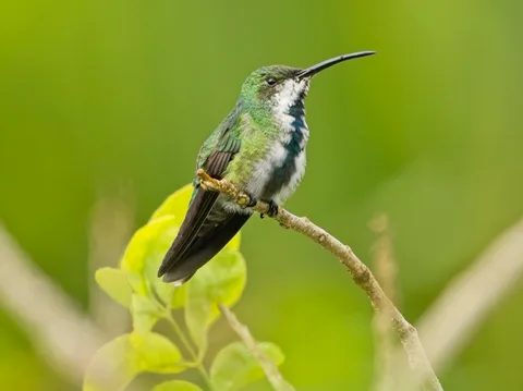 Green-breasted Mango, female