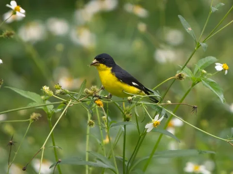 Lesser Goldfinch