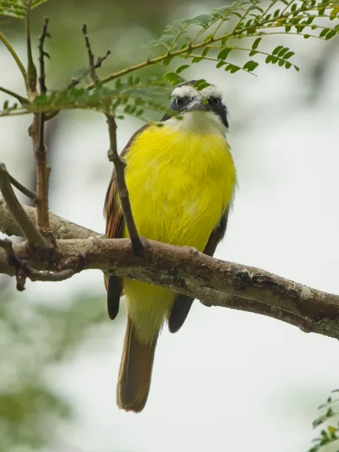 Great KIiskadee