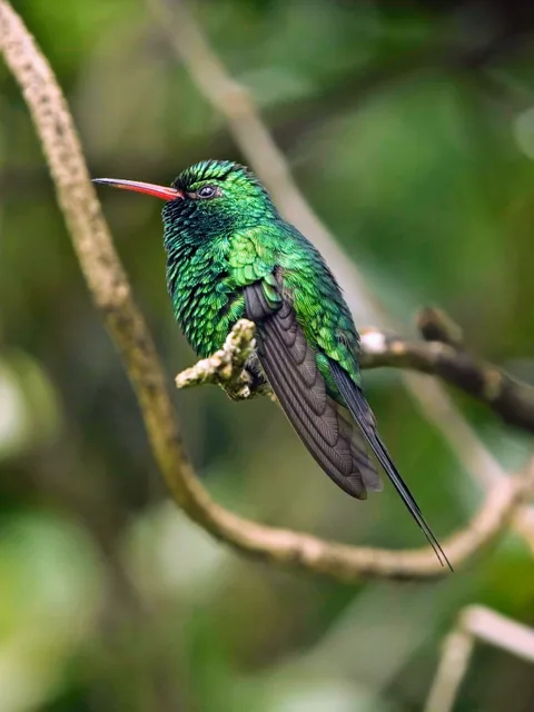 Cozumel Emerald