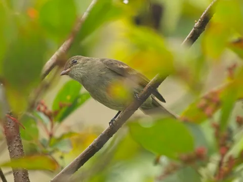 "Chinchoro" Caribbean Elaenia