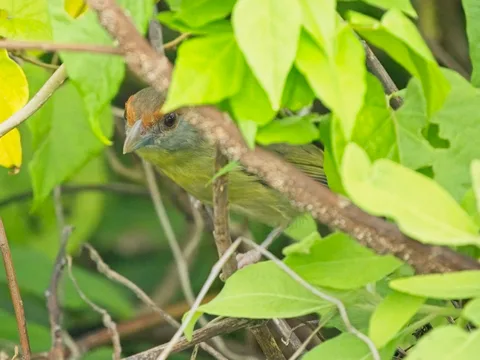 Cozumel Rufous-browed Peppershrike