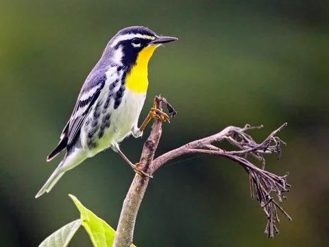 Yellow-throated Warbler