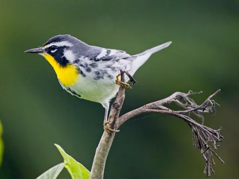 Yellow-throated Warbler