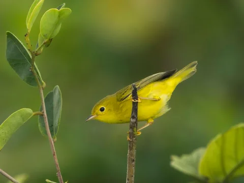 Northern Yellow Warbler