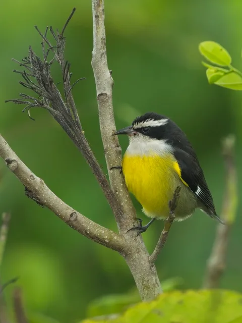 Cozumel Bananaquit