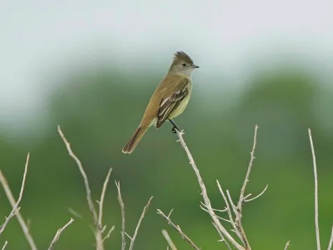 Yellow-bellied Elaenia
