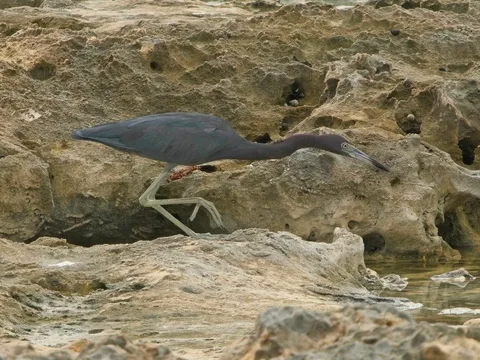 Little Blue Heron