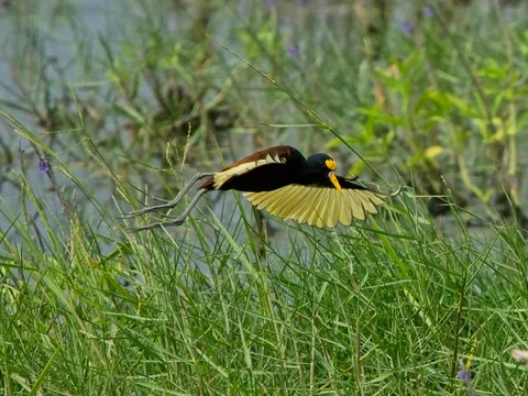 Northern Jacana