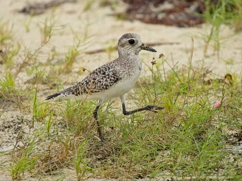 Black-bellied Plover