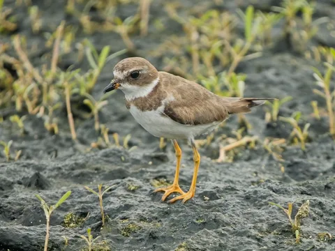 Semipalmated Plover