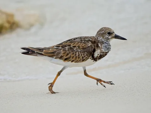Ruddy Turnstone