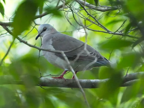 Caribbean Dove