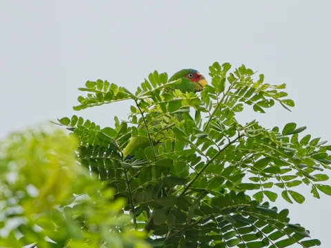 White-fronted Parrot