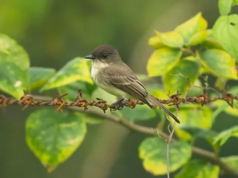 Eastern Phoebe - 4th Cozumel record?