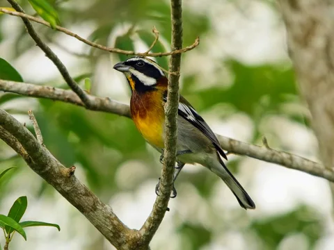Cozumel Western Spindalis