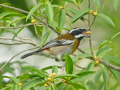 Cozumel Western Spindalis