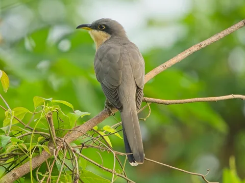 Mangrove Cuckoo
