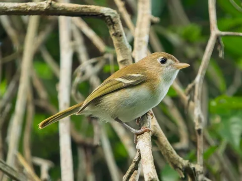 Cozumel Vireo