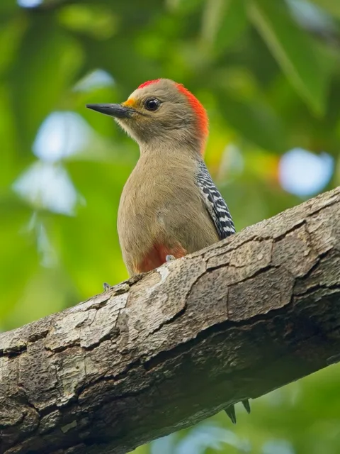 Yucatan Woodpecker