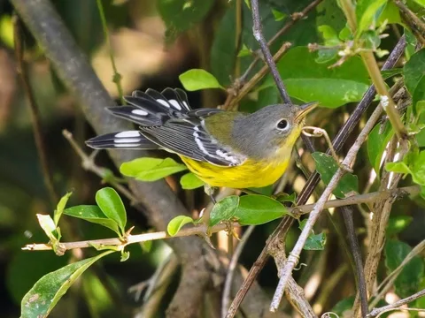 Magnolia Warbler