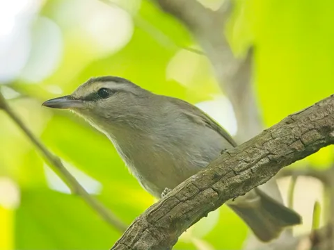 Yucatan Vireo