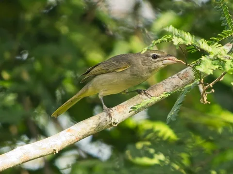 Rose-throated Tanager