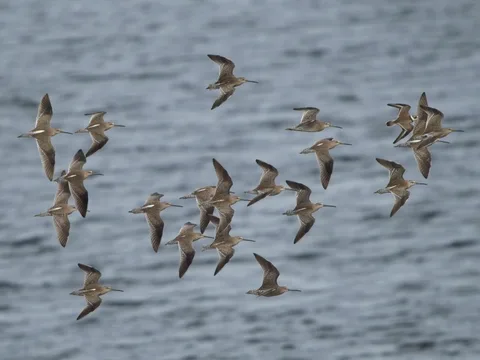 Short-billed Dowitcher